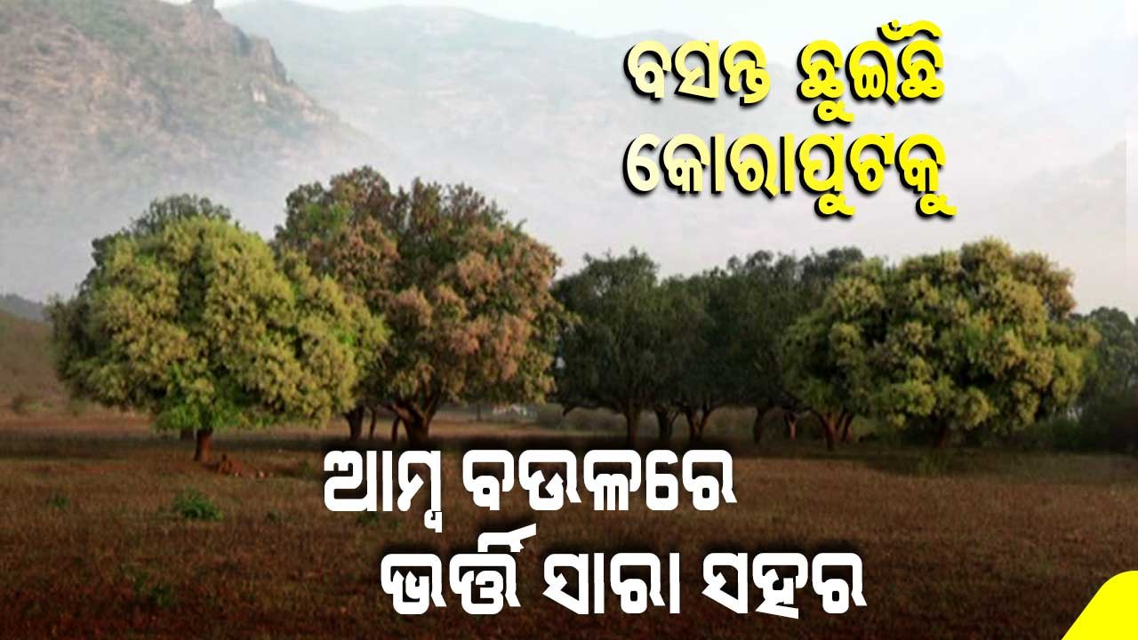 Special Story  Colourful Flowers Covers Earth In Spring Season  Watch Visuals From Koraput