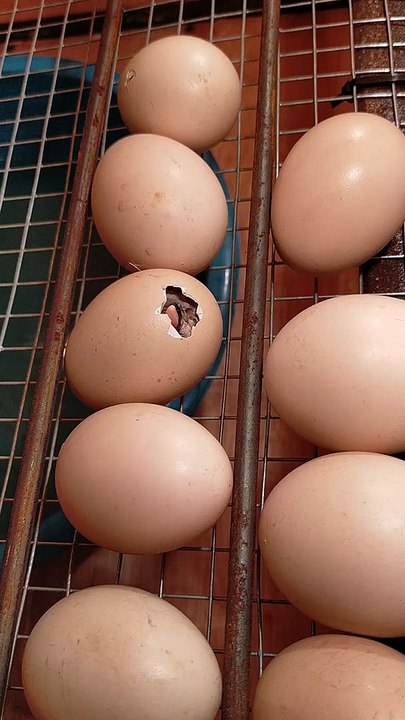 Penetasan telur ayam menggunakan mesin tetas | egg incubator #egg incubator