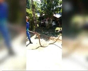 Ular menyorok dalam kolah mandi, wanita nyaris dipatuk