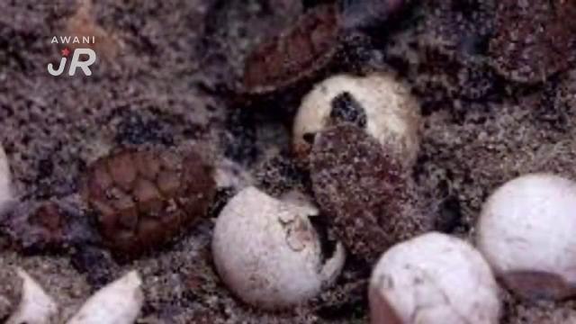 #AWANIJr: Penyu Oh!! Penyu