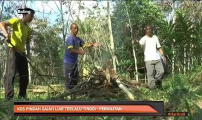 Kos pindah gajah liar terlalu tinggi - PERHILITAN