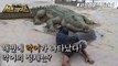 [HOT] The identity of all kinds of animals covering the beaches of northern Spain,신비한TV 서프라이즈 220227