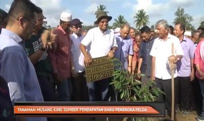 Tanaman durian Musang King sumber pendapatan baru peneroka Felda