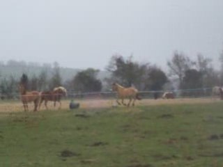 Pilou galop pré démaské