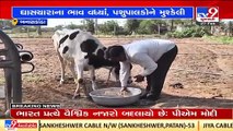 Herdsmen in a fix after shortage of fodder for their cattle in Banaskantha _ TV9News