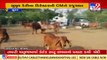 Sumul Dairy director writes to Gujarat CM demanding subsidy to herdsmen, Surat _ TV9News