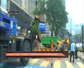 Pokok 130 tahun tumbang kerana reput dari dalam, luar jangkaan - DBKL