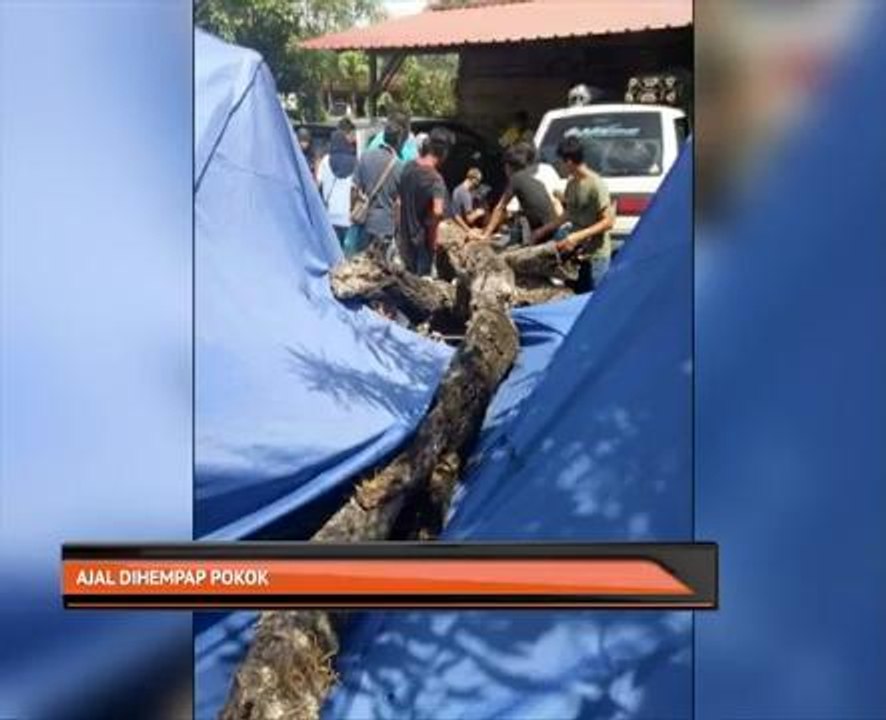Ajal dihempap pokok
