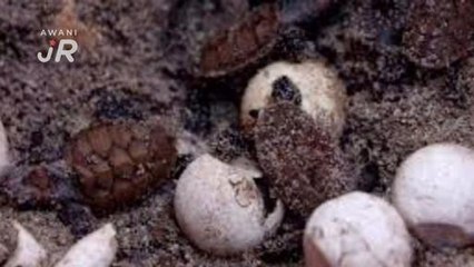 #AWANIJr: Ekspo Terengganu 2018 - Penyu Oh!! Penyu