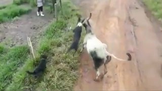 Cow Launches Dog into Air | Animal Fight