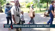Sempat Tutup di Awal Pandemi, Hutan Monyet Sangeh Bali Buka untuk Wisatawan Asing & Domestik!