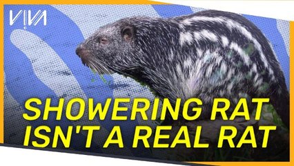 V!VA: Viral showering rat is a Peruvian Pacarana