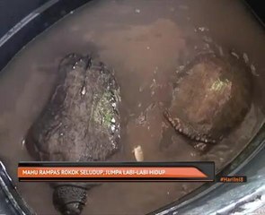Mahu rampas rokok seludup, jumpa labi-labi hidup