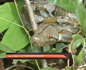 Cuaca panas: Tayar, pasu bunga dan rumah jadi 'istana hinggap' ular