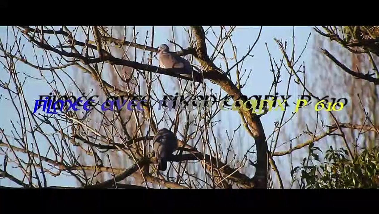 couple palombes 26.02.2022