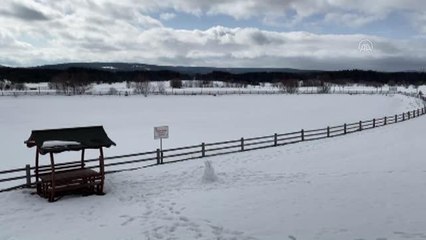 Karların erimesiyle bazı çam ağaçları devrildi