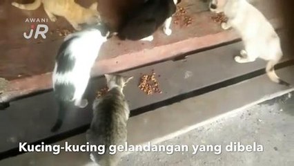 #AWANIJr: Pencinta kucing