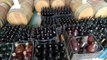 4 bin litre kaçak şarap ele geçirildi