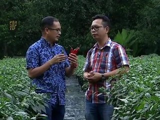 Perseptif: Transformasi pertanian Sarawak