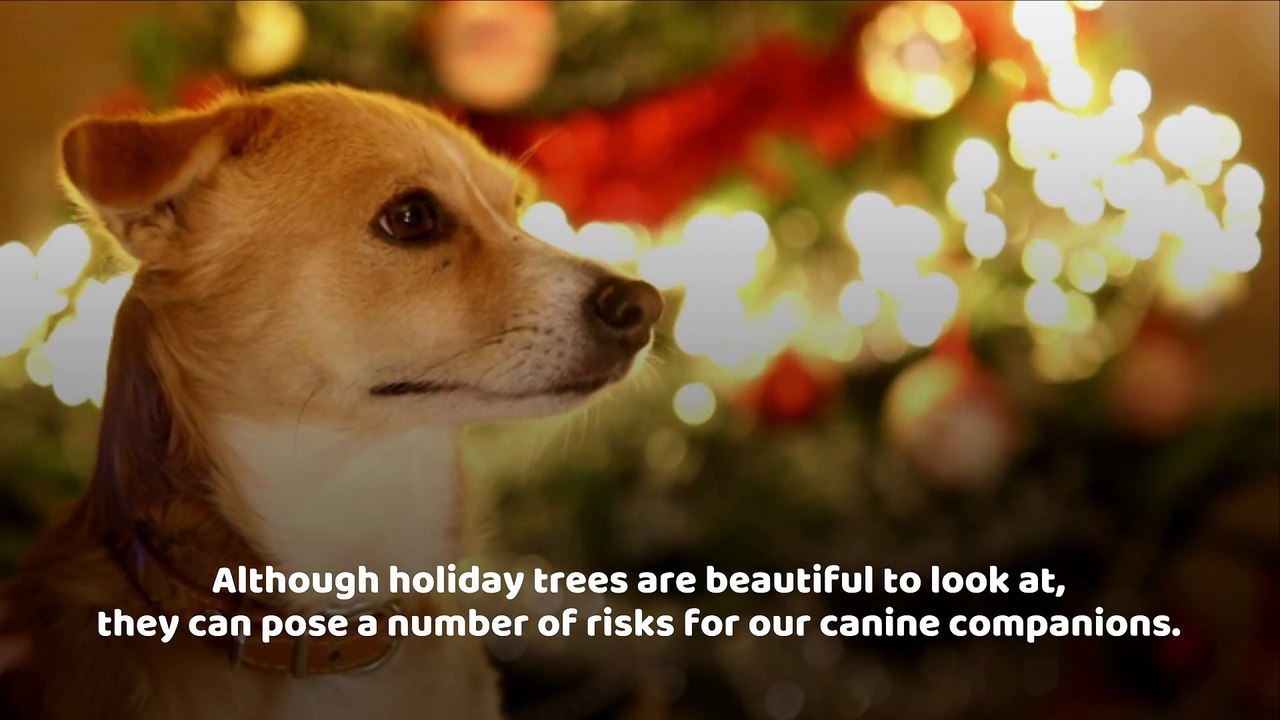 Tips to Dog-Proof Your Christmas Tree
