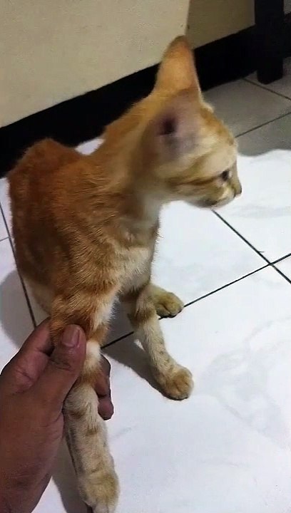 kucing lucu