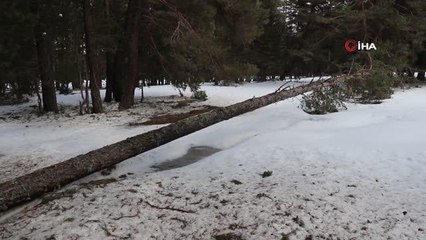 Bolu'da, onlarca çam ağacı kökünden devrildi