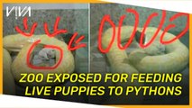 V!VA: Zoo exposed for feeding live puppies to pythons