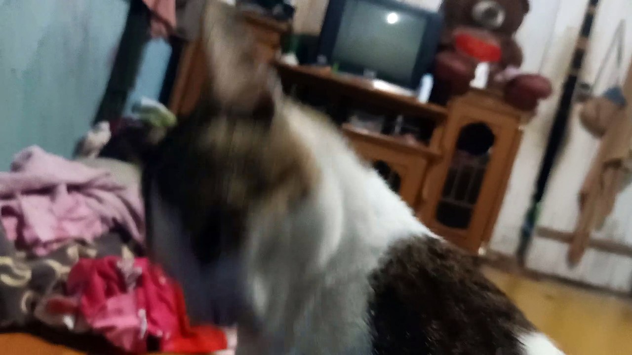 Kucing yang selalu nyambut saat saya pulang kerja kucing imut