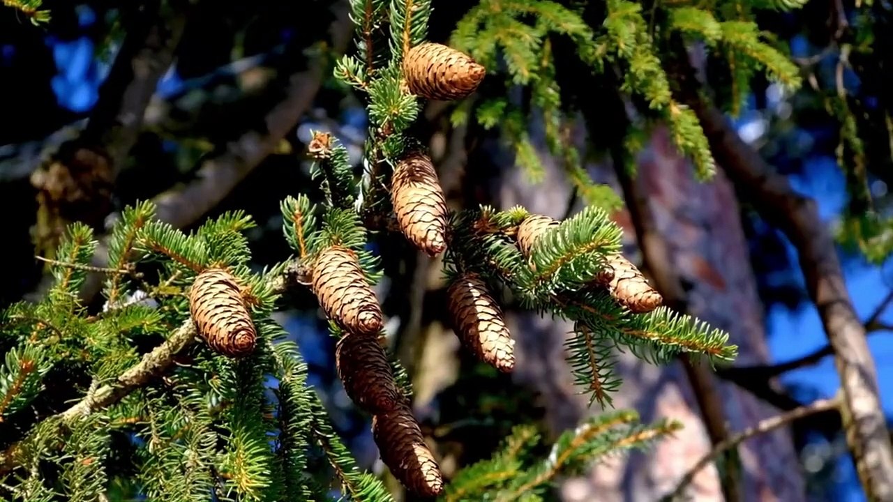 Best nature video , relaxing video, mind fresh video, best music with bird voice