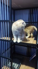 KUCING SCOTISH FOLD DENGAN NAMA INI !!!