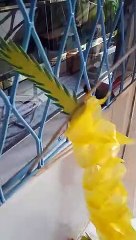 Tutorial membuat naga bagian 1