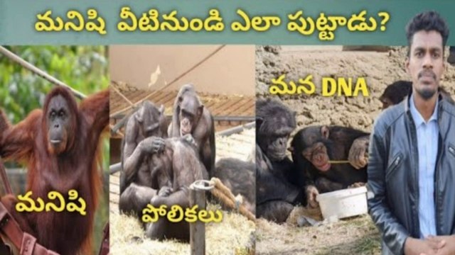 The great apes mirror of humanity || wildlife | indian wildlife | nature | animals | monkeys | birds