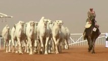 A Botox scandal at Saudi Arabia's camel beauty contest