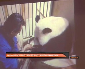 Gembira! Panda Gergasi Liang Liang Kelahiran Anak Kedua di Zoo Negara 🐼