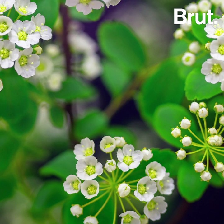 La impresionante evolución de las flores 