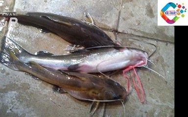 #AWANIJr: Rahsia Resepi Dari Tasik "Asam Pedas Ikan Baung"
