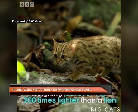 Kucing paling kecil di dunia ditemui dan sangat comel