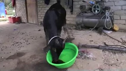 Kambing ketagih kopi