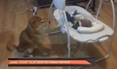 Anjing 'pintar' tular dodoi bayi hingga tertidur