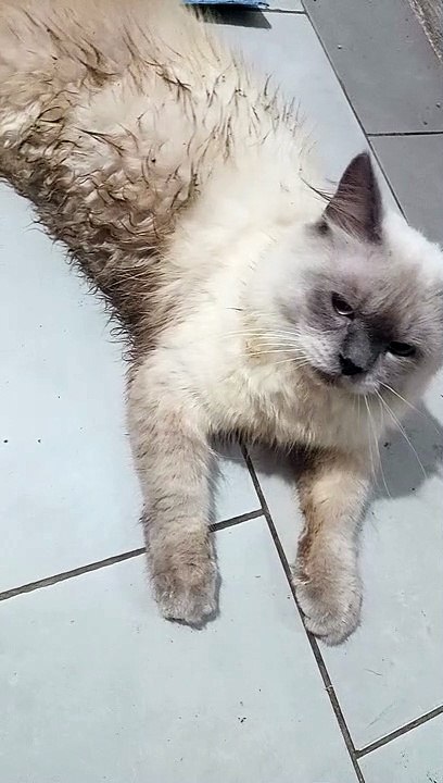 Expresi Muka kucing Saat Di marahin