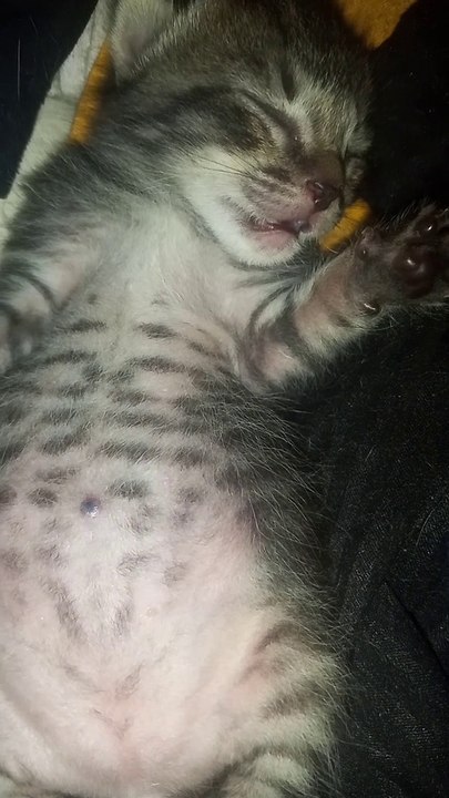 Baby Cat Funny