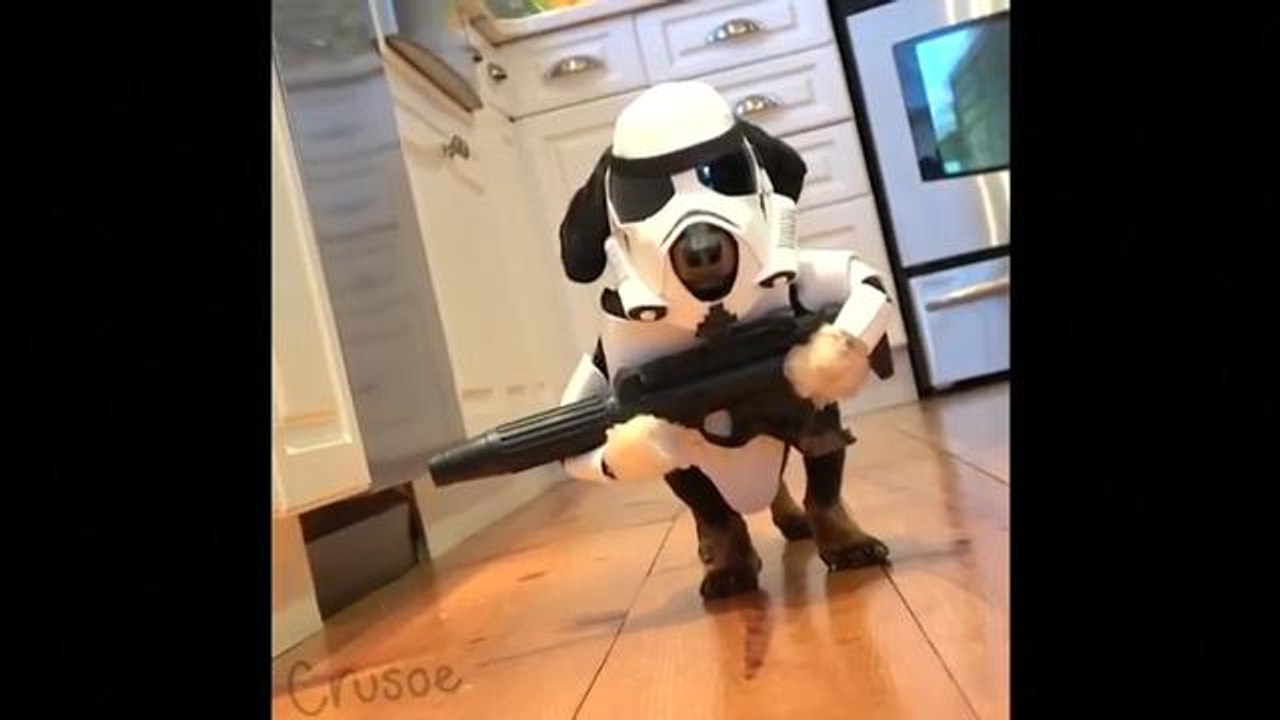 May the paws be with you: Dog dressed as Star W...