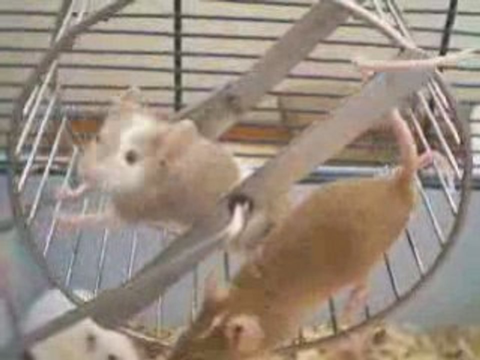 rodentia rongeurs souris rats lapins gerbille hamster furets