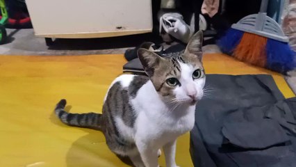 Kucing terbaik di dunia