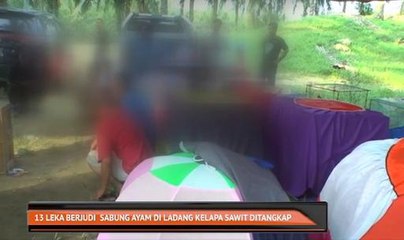 Tahi judi dicekup ketika leka bersabung ayam di ladang kelapa sawit