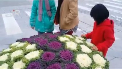 #AWANIJr: "Kobis warna - warni"