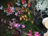 Exposition d'orchidées