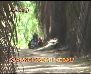Fokus Hari Ini 8 Malam: Hilang tempat bergantung & sarang dadah 'kebal'