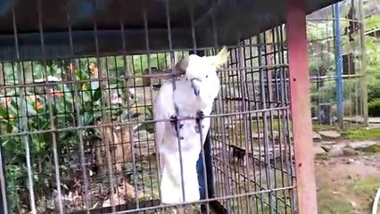 BURUNG YANG LUCU & IMUT