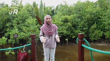 #AWANIJr: Api berbulu di paya bakau yang unik